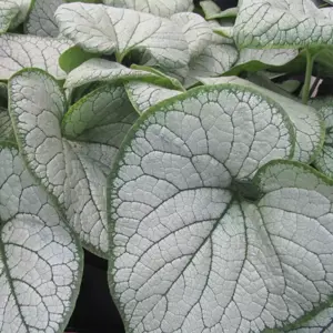 Brunnera 'Silver Heart'